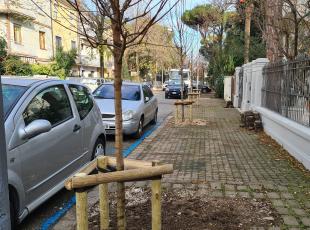 alberi Viale dardanelli