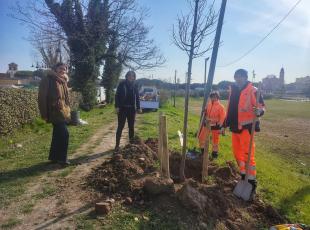 messa a dimora di un tiglio al Parco Marecchia