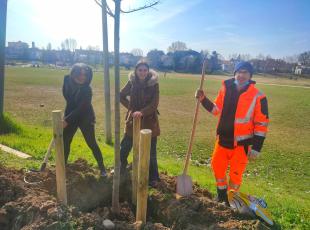 messa a dimora di un tiglio al Parco Marecchia