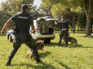 unità cinofile della Polizia Locale